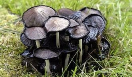 17c吃瓜黑蘑菇爆料